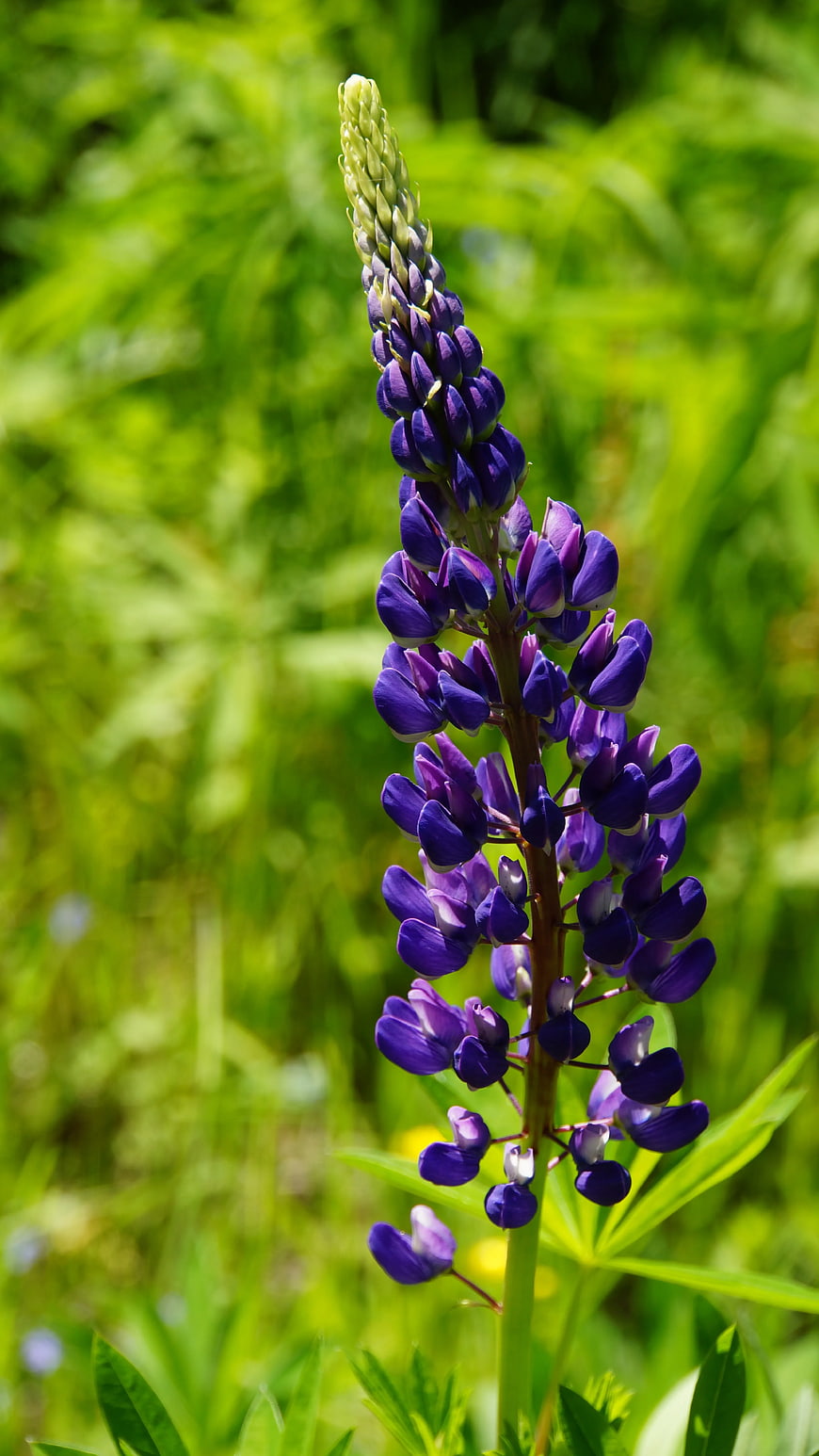 Purple Lupine Flower in Green Meadow