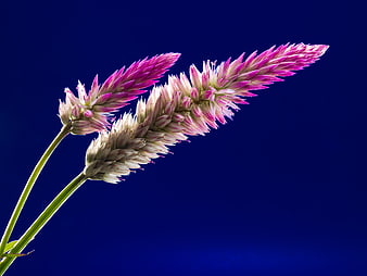 Pink Wildflower Spikes Against Deep Blue Sky