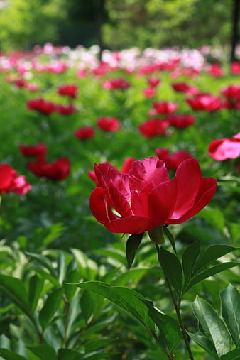 Vibrant Red Peony Flower In A Lush Green Garden