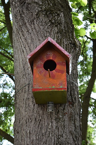 Colorful Wooden Birdhouse Mounted on Tree Trunk