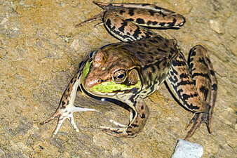 Close-up of a Green Frog on a Rock