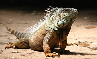 Green Iguana Resting on Sandy Ground in Sunlight