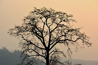 Silhouette of a bare tree against a hazy sunset sky