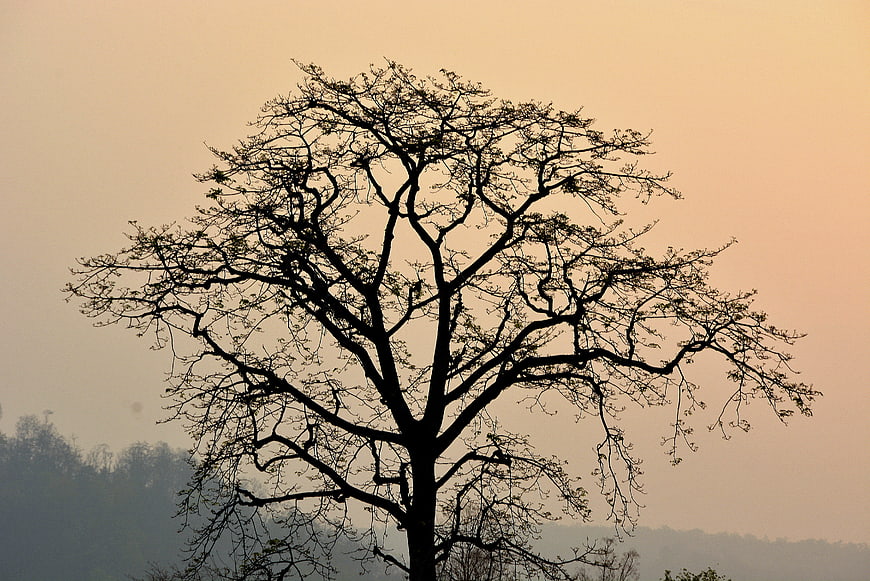 Silhouette of a bare tree against a hazy sunset sky