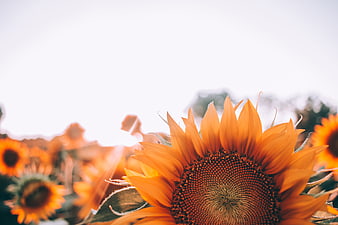 Close-up of vibrant sunflower with large white copyspace