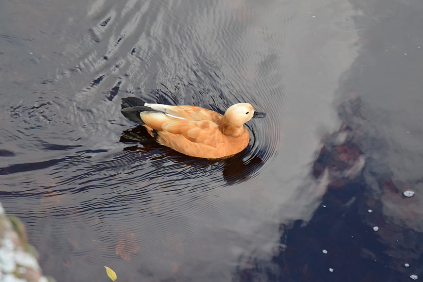 Orange Ruddy Duck Swimming in Dark Water
