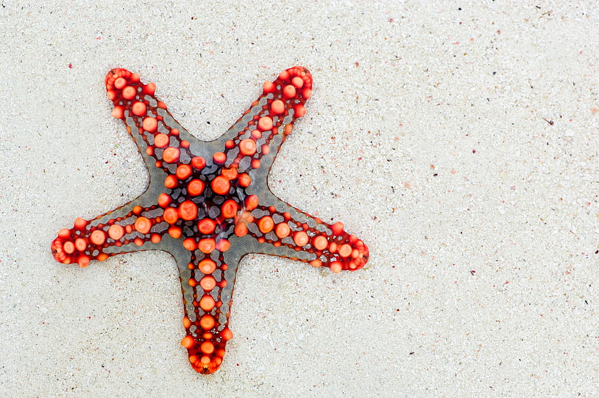 Red Starfish on White Sand Beach
