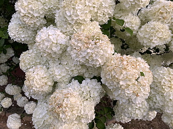 Close-up of blooming white hydrangea flowers in a garden