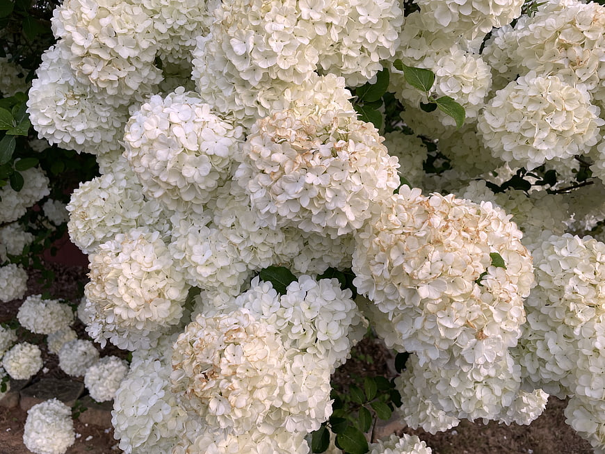 Close-up of blooming white hydrangea flowers in a garden