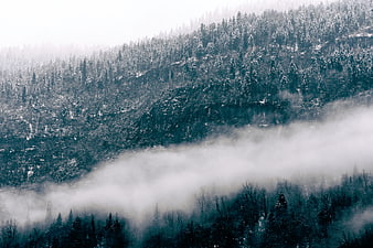 Misty winter forest landscape with fog and snow-covered trees