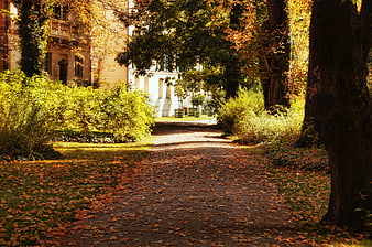 Sunlit Autumn Path in Park with Fallen Leaves