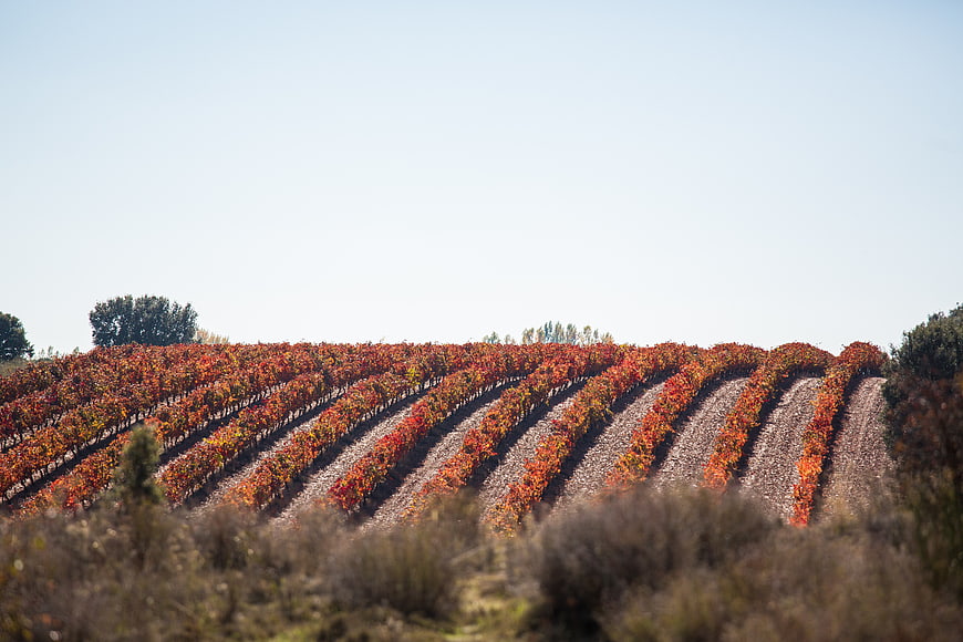 Autumn Vineyard Rows on Rolling Hills with Blue Sky