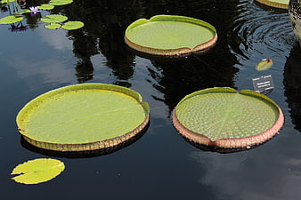 Giant Victoria Water Lilies Floating in Dark Botanical Garden Pond