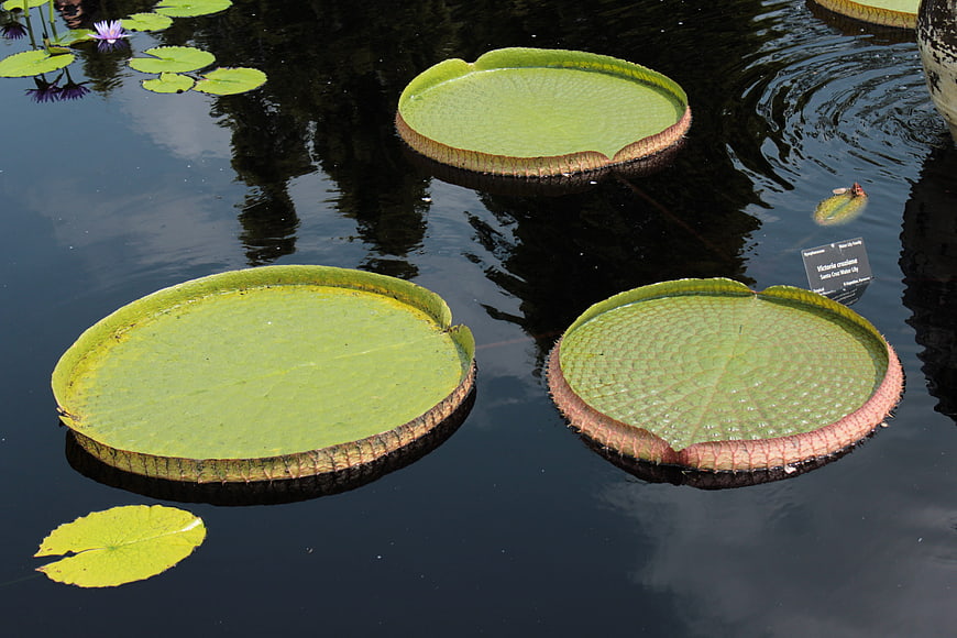 Giant Victoria Water Lilies Floating in Dark Botanical Garden Pond