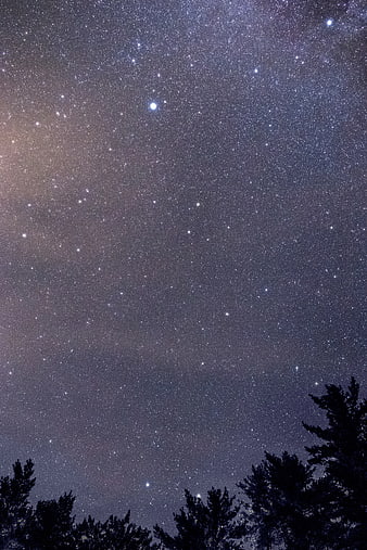 Starry Night Sky with Silhouetted Pine Trees