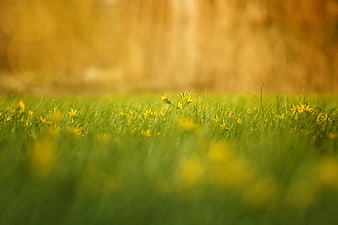 Yellow Wildflowers In Green Meadow With Blurred Golden Background