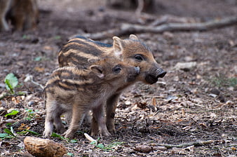 Two Striped Wild Boar Piglets Standing Together In Forest