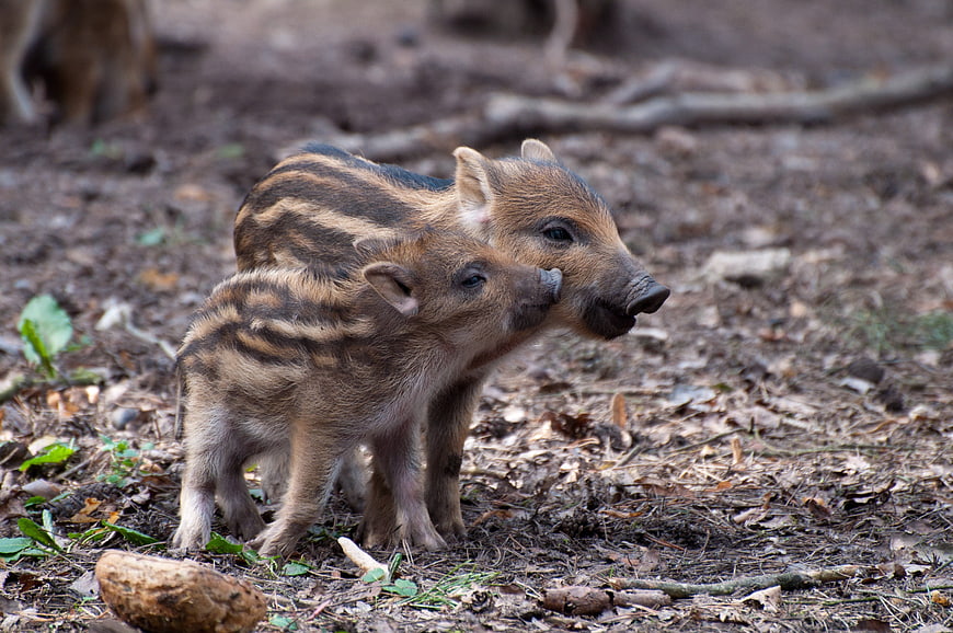 Two Striped Wild Boar Piglets Standing Together In Forest
