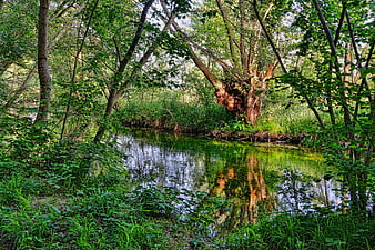 Serene Forest Stream with Lush Green Trees and Reflections