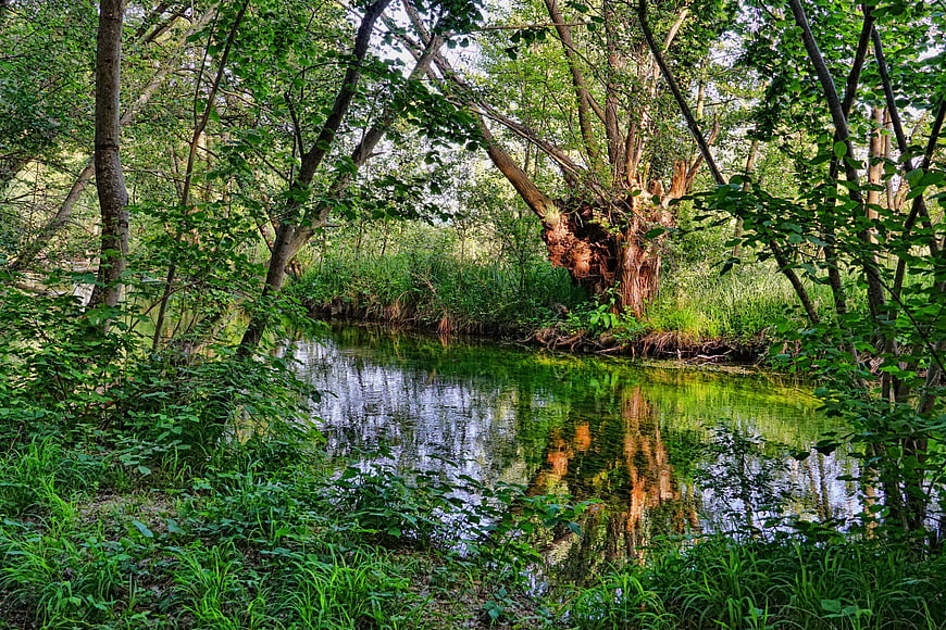 Serene Forest Stream with Lush Green Trees and Reflections