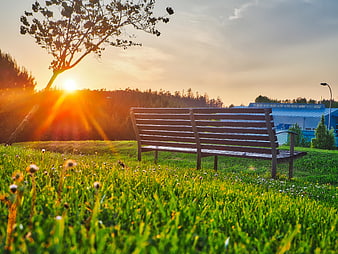 Empty wooden park bench at sunset with dandelions