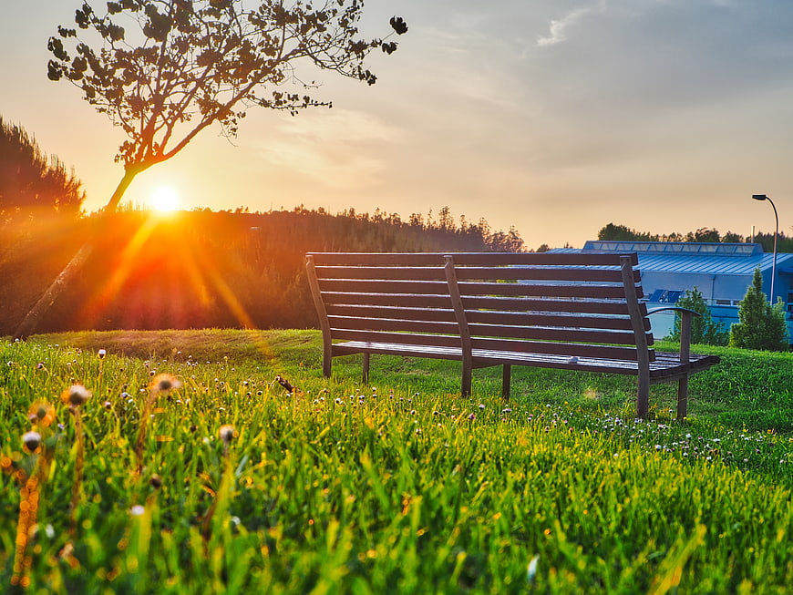 Empty wooden park bench at sunset with dandelions