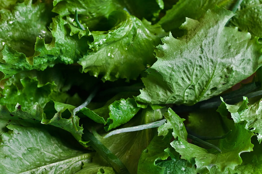 Fresh Green Lettuce Leaves Close Up