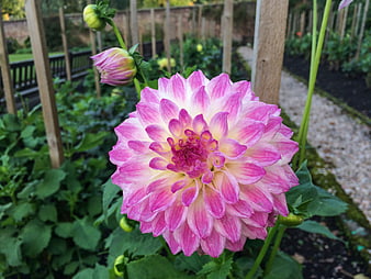 Pink and white dahlia flower blooming in garden