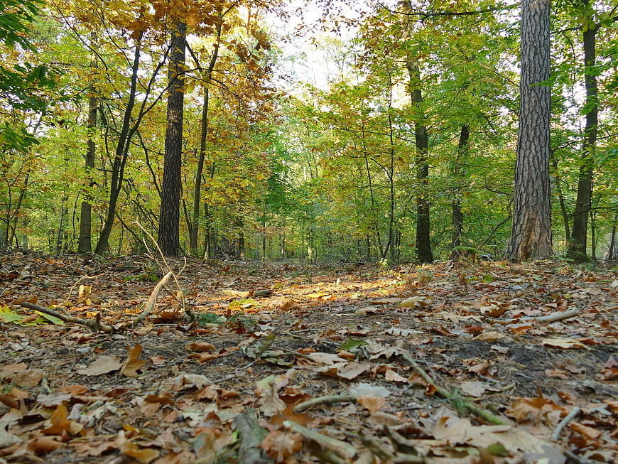 Low angle view of autumn forest floor with fallen leaves