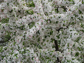 White and Pink Blossoming Tree in Full Spring Bloom