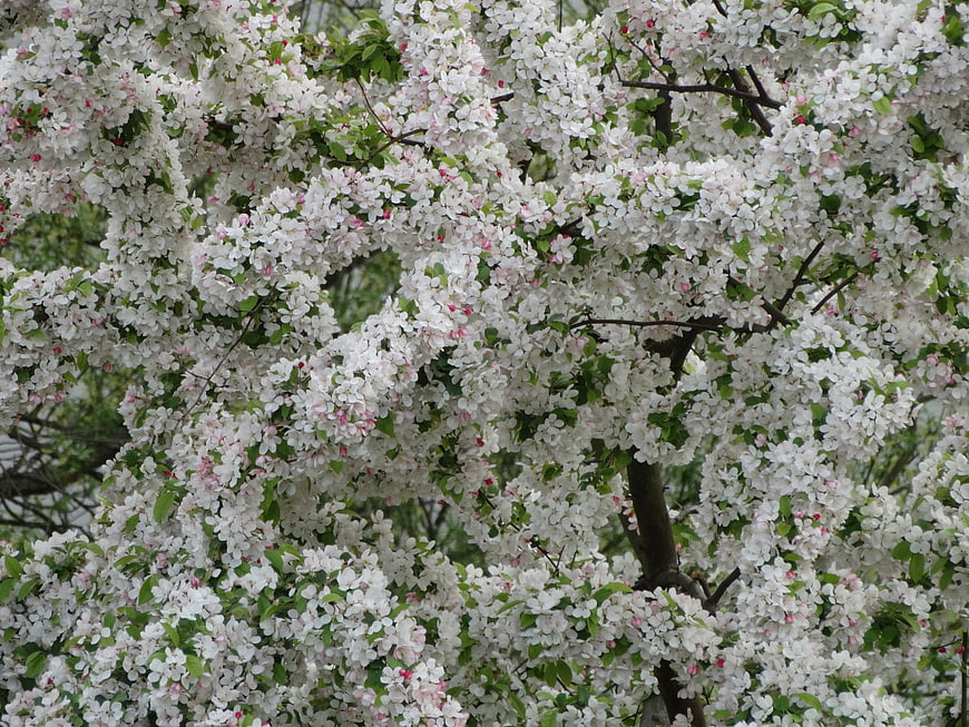 White and Pink Blossoming Tree in Full Spring Bloom