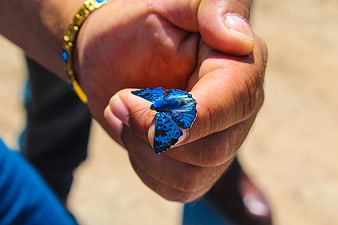 Blue butterfly resting on a person's hand outdoors