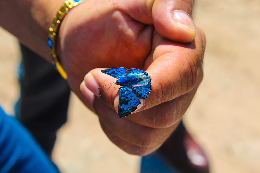 Blue butterfly resting on a person's hand outdoors