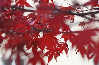 Vibrant Red Maple Leaves in Autumn