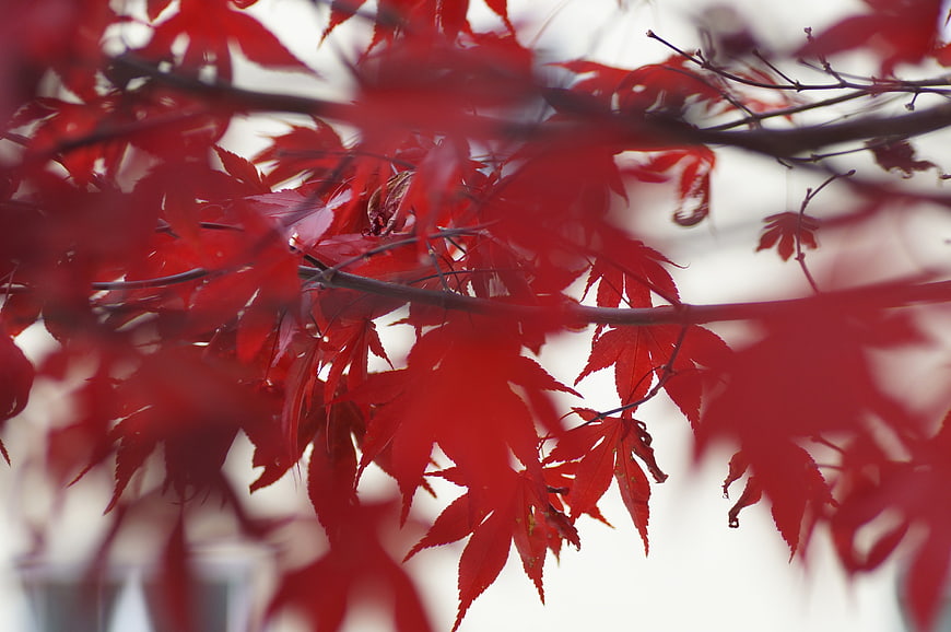 Vibrant Red Maple Leaves in Autumn