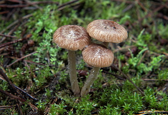 Close-up of three small brown mushrooms growing in green moss