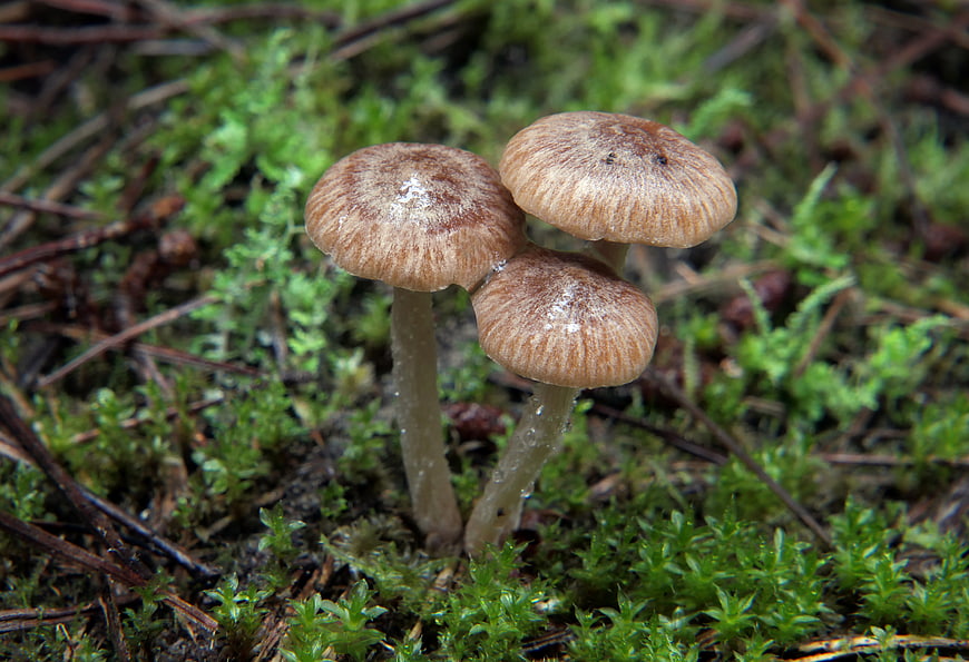 Close-up of three small brown mushrooms growing in green moss