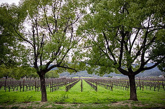 Vineyard Rows Framed by Large Green Trees in Spring