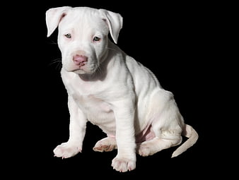 Cute White Pit Bull Puppy Sitting on Black Background