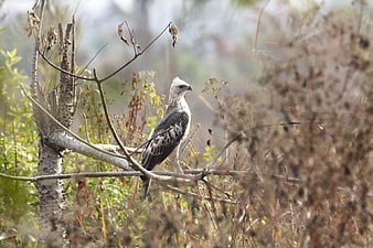 Changeable Hawk Eagle perched on a branch in natural habitat