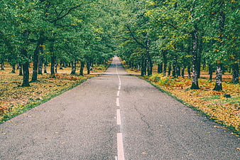 Paved road through autumn forest with yellow leaves