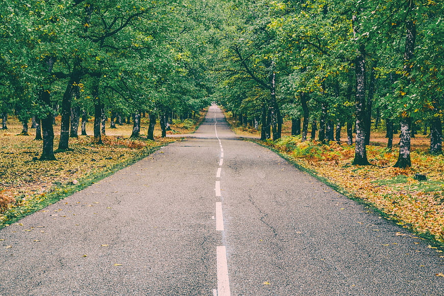 Paved road through autumn forest with yellow leaves