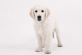 Cute white golden retriever puppy standing on white background