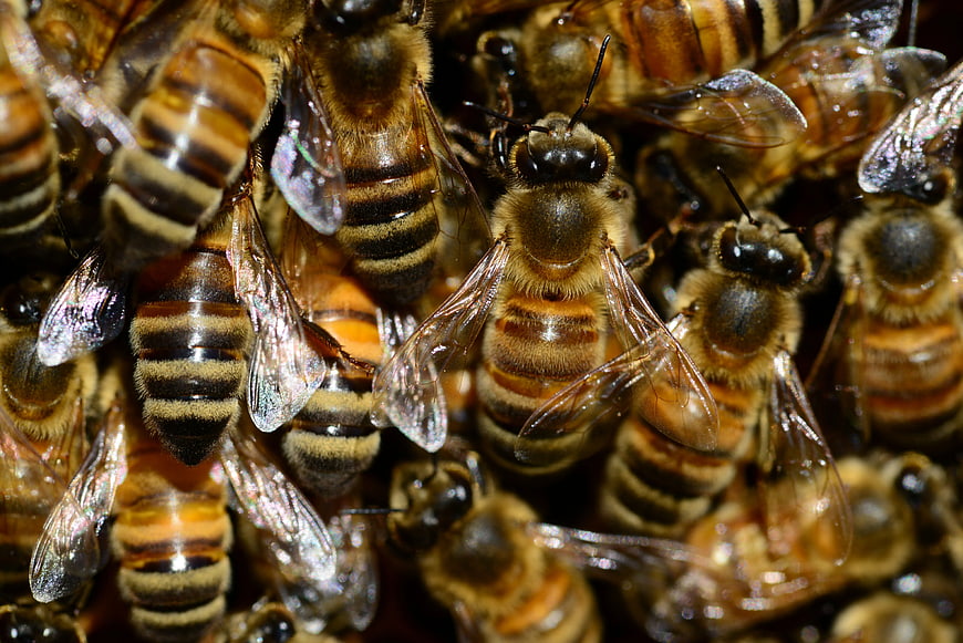 Close-up of Honey Bees Clustered Together
