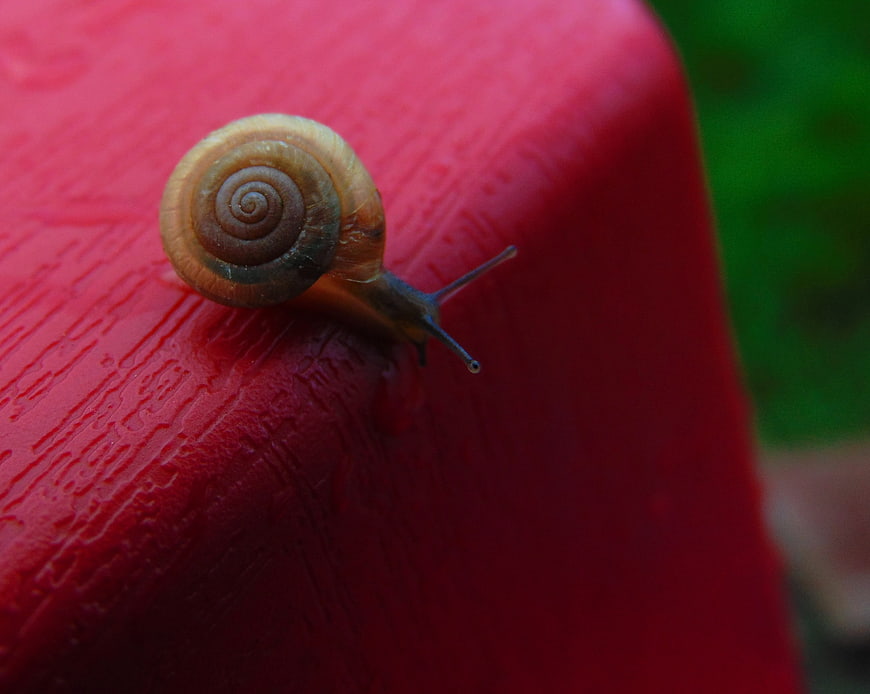 Close-up of a snail on a red painted surface