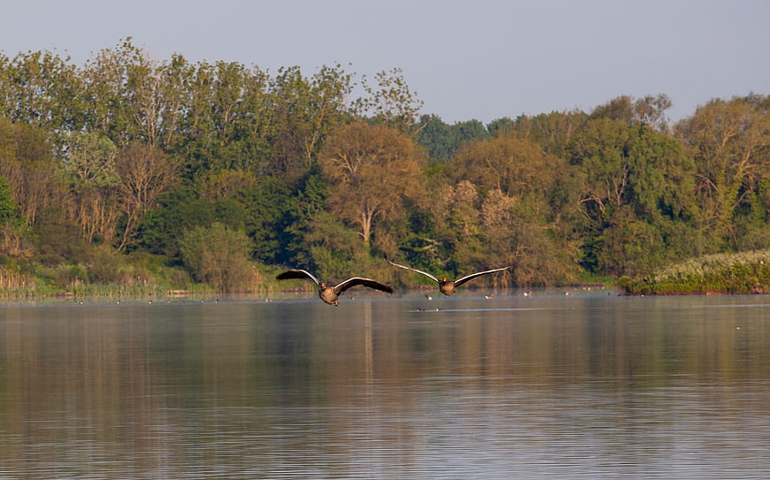 Two geese flying low over calm lake water