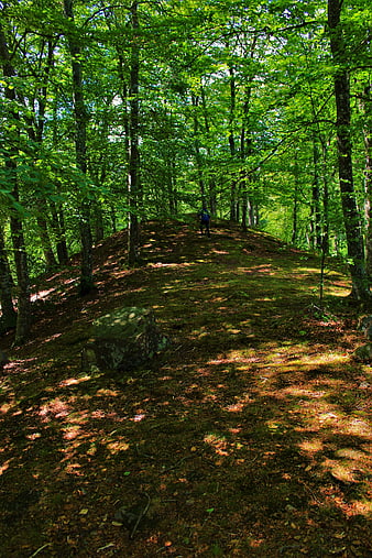 Hiker walking on mossy forest path in summer
