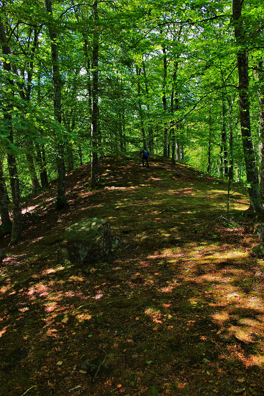 Hiker walking on mossy forest path in summer