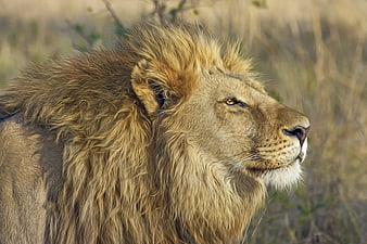 Majestic Male Lion Profile in African Savanna