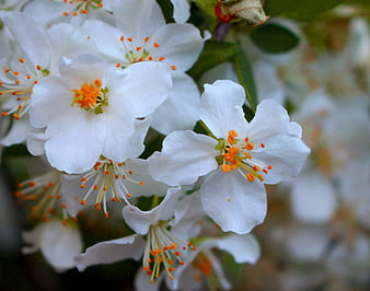 Close-up of white spring blossoms with orange stamens